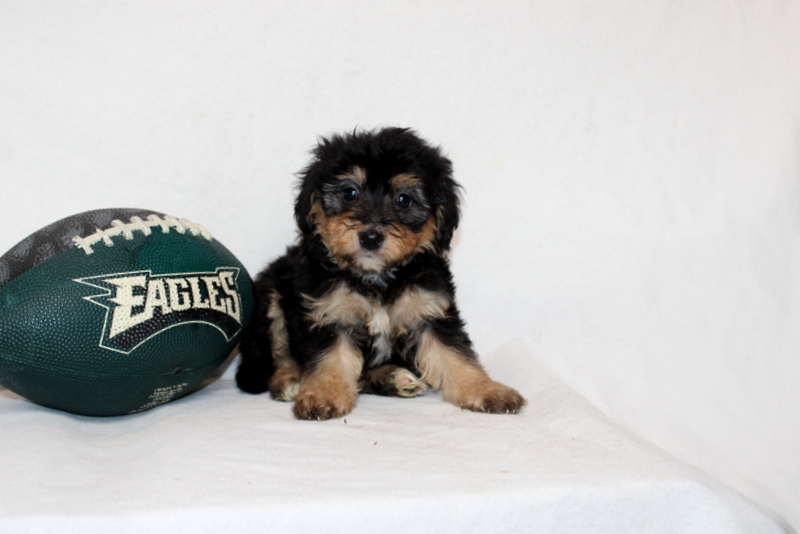 puppy, for, sale, Mini Bernedoodle F2, Matthew B. Stoltzfus, dog, breeder, Gap, PA, dog-breeder, puppy-for-sale, forsale, nearby, find, puppyfind, locator, puppylocator, aca